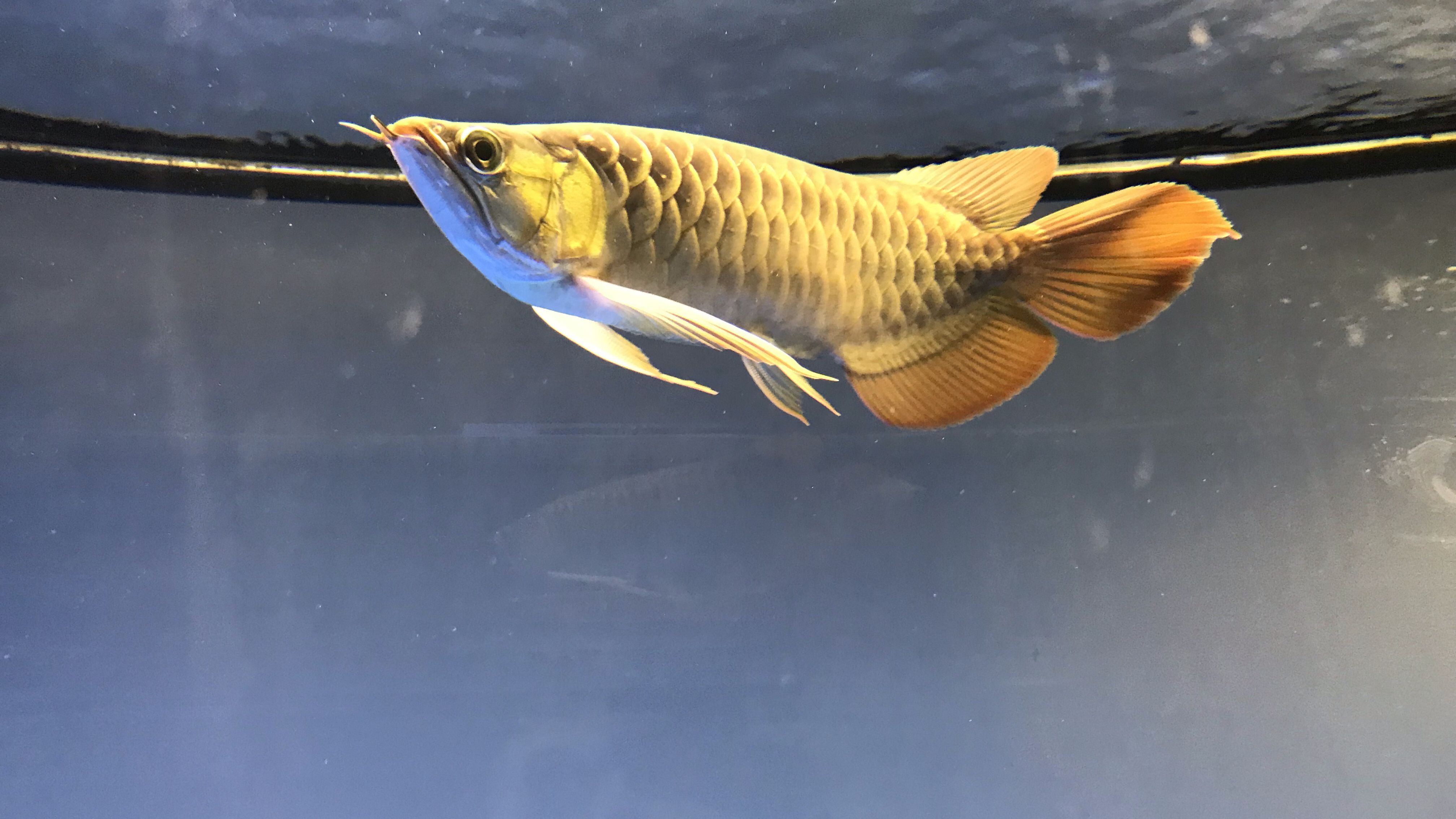 哪些食物有助于龍魚腸炎恢復，龍魚腸炎恢復期應該怎么辦