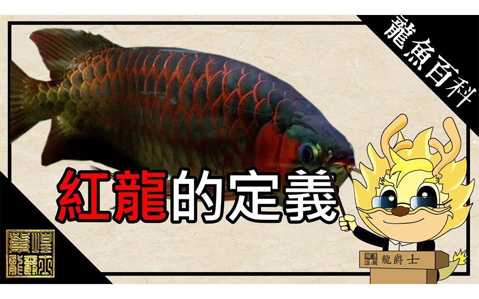 紅龍魚哪種好，紅龍魚哪種好，新手練手的理想選擇