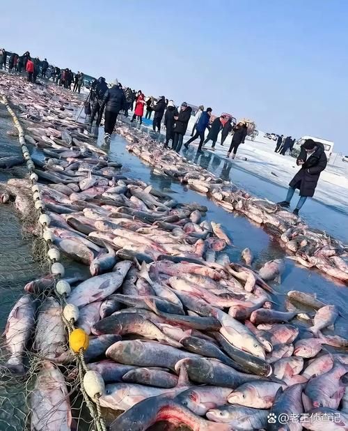 中國魚寶拍賣的歷史案例，“中國魚寶拍賣”是否存在及真實身份是否存在及真實身份