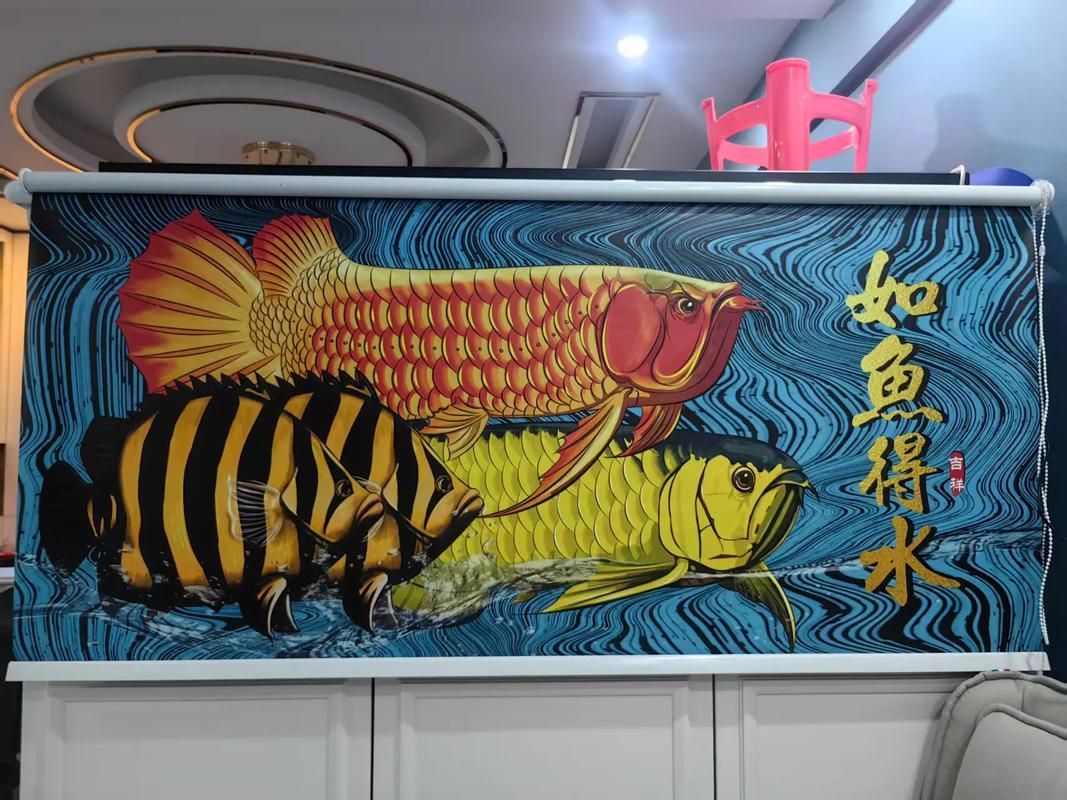 如何預防龍魚厭食，比超70%,龍魚為熱帶魚如何預防龍魚厭食