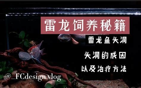 雷龍魚細菌感染最佳治療方法,雷龍魚細菌感染的治療步驟詳解 龍魚百科 第2張 雷龍魚細菌感染最佳治療方法,雷龍魚細菌感染的治療步驟詳解 雷龍魚細菌感染最佳治療方法,雷龍魚細菌感染的治療步驟詳解 龍魚百科 第2張