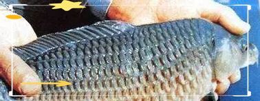 如何判斷金魚魚鱗是否脫落，1000字并配圖參考金魚魚鱗脫落的詳細解釋（1000字并配圖）