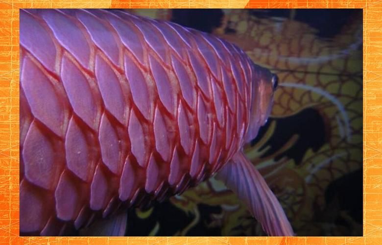 如何判斷金魚魚鱗是否脫落，1000字并配圖參考金魚魚鱗脫落的詳細解釋（1000字并配圖）