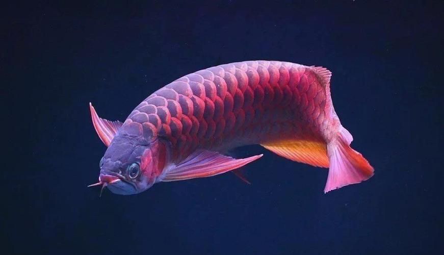紅龍魚燈光效果圖片，紅龍魚燈光效果圖片大全