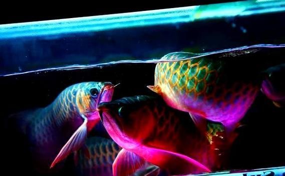 紅龍魚燈光效果圖片，紅龍魚燈光效果圖片大全