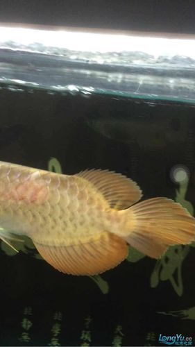 給我一些龍魚魚鱗充血的圖片示例，龍魚魚鱗充血怎么辦