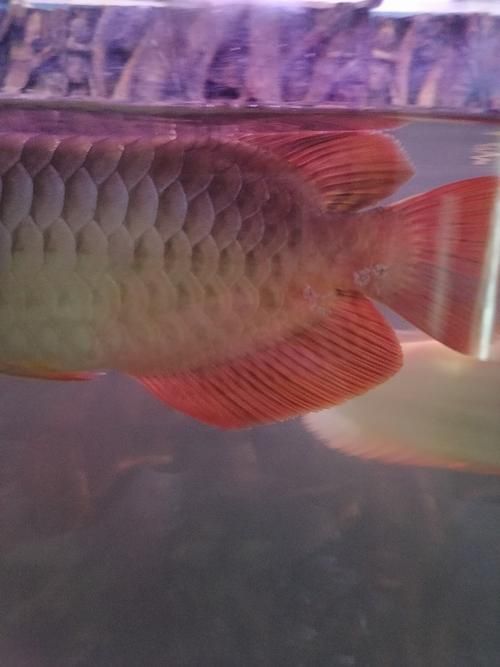 給我一些龍魚魚鱗充血的圖片示例，龍魚魚鱗充血怎么辦