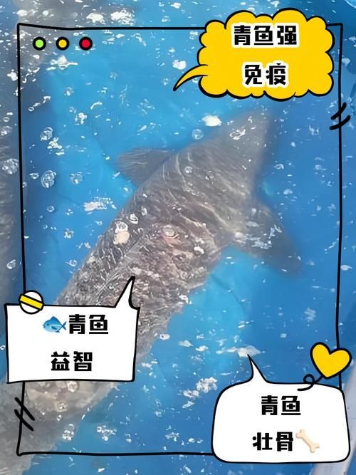 觀賞用青龍魚和食用青龍魚有何區別？，觀賞用青龍魚與食用“青龍魚”本質區別詳解