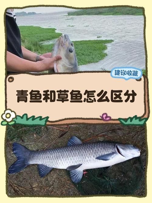 觀賞用青龍魚和食用青龍魚有何區別？，觀賞用青龍魚與食用“青龍魚”本質區別詳解