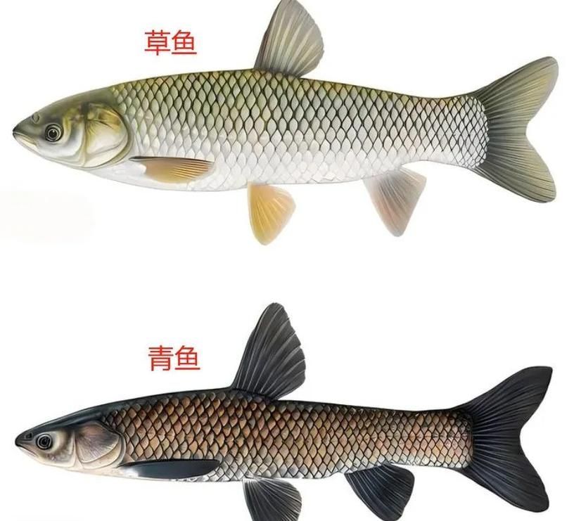觀賞用青龍魚和食用青龍魚有何區別？，觀賞用青龍魚與食用“青龍魚”本質區別詳解