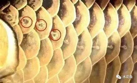 龍魚炸鱗用慶大霉素多久見效？，龍魚炸鱗、慶大霉素、見效時間、用藥方法