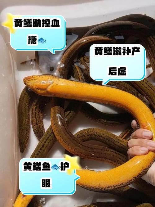 如何判斷黃鱔是否健康，arxiv論文助手arxiv論文助手判斷黃鱔是否健康
