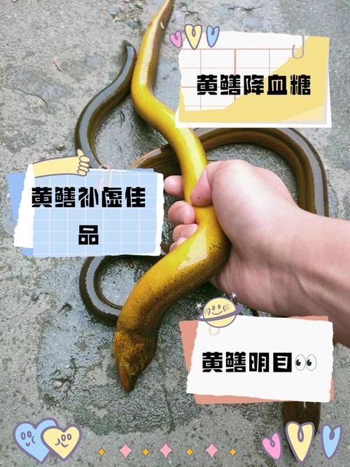 如何判斷黃鱔是否健康，arxiv論文助手arxiv論文助手判斷黃鱔是否健康