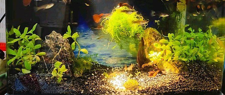 如何選擇適合龍魚的YEE意牌燈