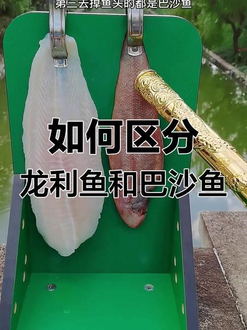 給我一些鑒別真假龍魚的圖片示例，如何鑒別真假龍魚的圖片示例