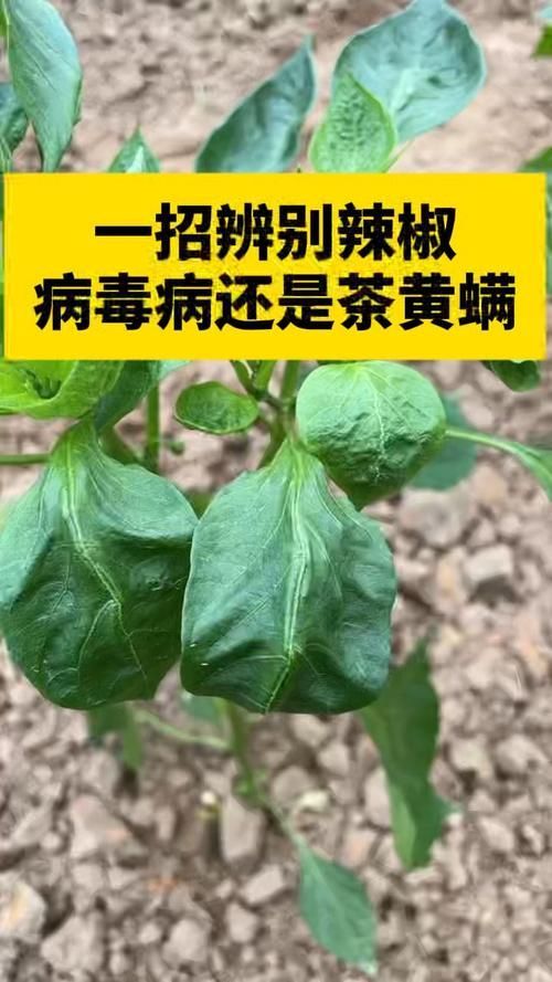 如何辨別辣椒紅龍的品質(zhì)，如何辨別辣椒紅龍的優(yōu)劣