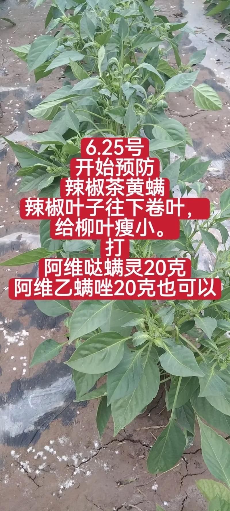 如何辨別辣椒紅龍的品質(zhì)，如何辨別辣椒紅龍的優(yōu)劣