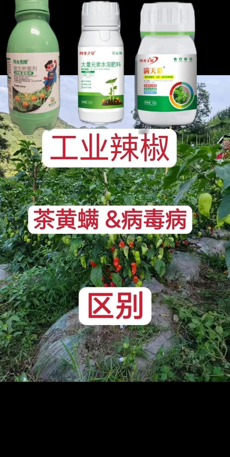 如何辨別辣椒紅龍的品質(zhì)，如何辨別辣椒紅龍的優(yōu)劣