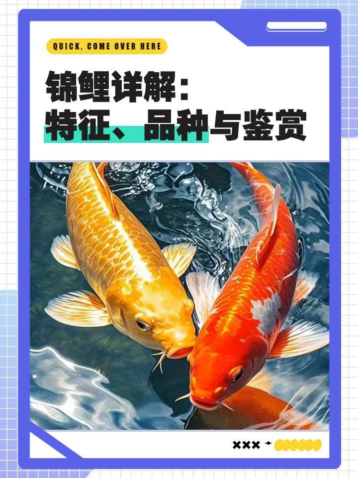 這些觀賞魚中哪個最有收藏價值，錦鯉“樓蘭”拍賣價穩居全球最貴觀賞魚榜首不是魚 這些觀賞魚中哪個最有收藏價值，錦鯉“樓蘭”拍賣價穩居全球最貴觀賞魚榜首不是魚 龍魚百科 第1張