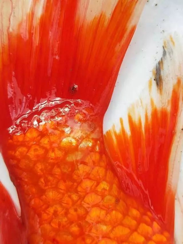 如何預防魚虱子的傳播，如何防治魚虱子