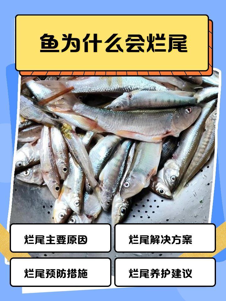 爛尾魚需要單獨飼養嗎，養殖爛尾魚需要單獨飼養嗎