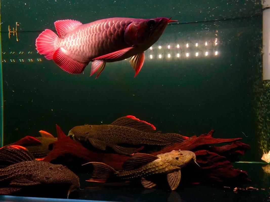 如何鑒別鴻福龍魚的真?zhèn)危浚瑂cleropagesformosus真?zhèn)舞b別指南
