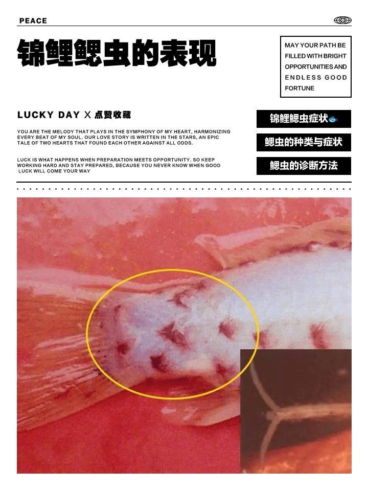 鰓蟲感染會(huì)自愈嗎，如何判斷錦鯉有鰓蟲和治療方法 鰓蟲感染會(huì)自愈嗎，如何判斷錦鯉有鰓蟲和治療方法 龍魚百科 第1張