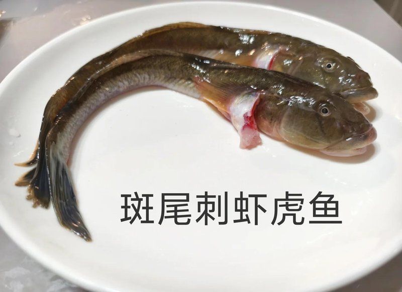 如何鑒別郁南龍魚的真假？，如何鑒別郁南龍魚