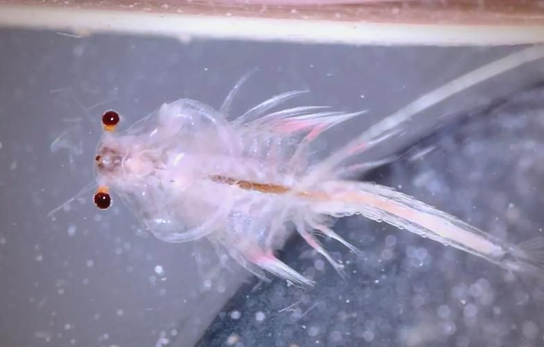 如何提高半紅龍魚的繁殖成功率，如何提高半紅龍魚繁殖成功率