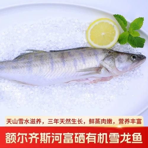 能否提供更多新疆雪龍魚的圖片，新疆雪龍魚的價格是多少？