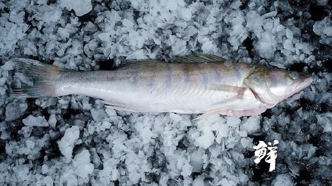 能否提供更多新疆雪龍魚的圖片，新疆雪龍魚的價格是多少？