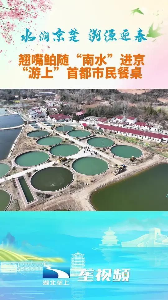 翹嘴魚的高端市場有哪些，丹江口翹嘴[需手動填充]——高端餐飲市場