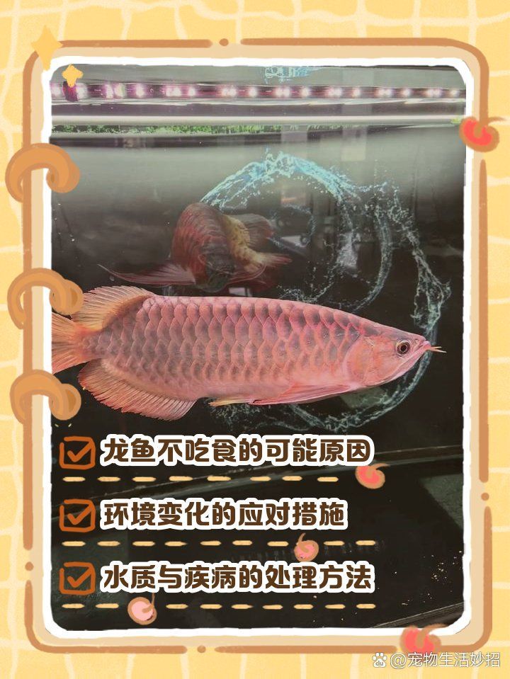 龍魚突然不吃食了怎么回事，龍魚突然不吃食可能有多種原因以下是一些常見情況和相應的建議 龍魚突然不吃食了怎么回事，龍魚突然不吃食可能有多種原因以下是一些常見情況和相應的建議 龍魚百科 第2張