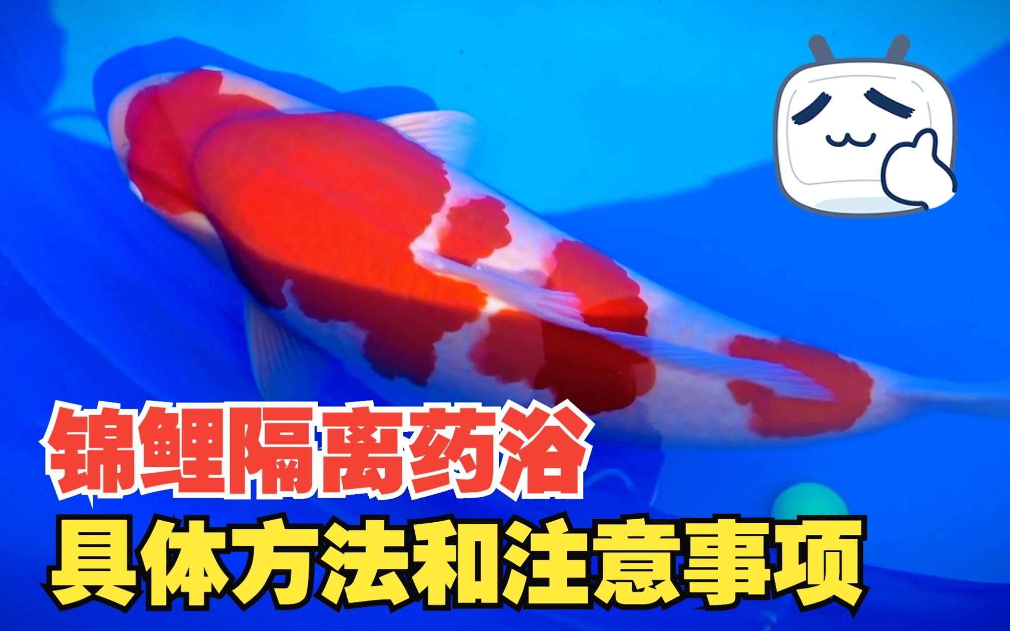 能否提供魚鰭根部充血治療的詳細步驟，西安無水生動物醫院魚鰭根部充血治療前后對比圖“治療前后對比圖”