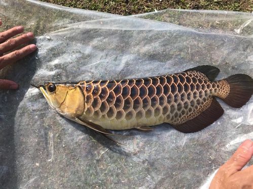 有哪些品牌適合過背金龍魚，哪些品牌適合過背金龍魚