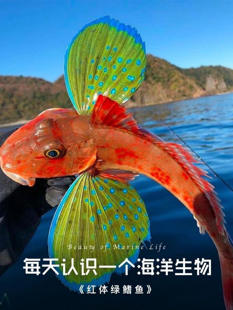 如何判斷龍魚是否適應吃泥鰍？，如何判斷龍魚是否適合吃泥鰍