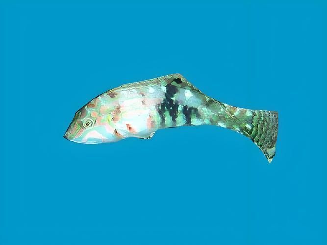 如何判斷龍魚是否適應吃泥鰍？，如何判斷龍魚是否適合吃泥鰍