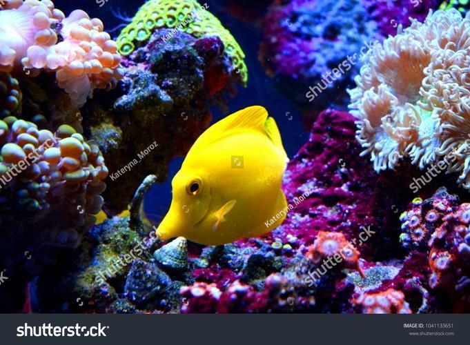 如何判斷龍魚是否適應吃泥鰍？，如何判斷龍魚是否適合吃泥鰍
