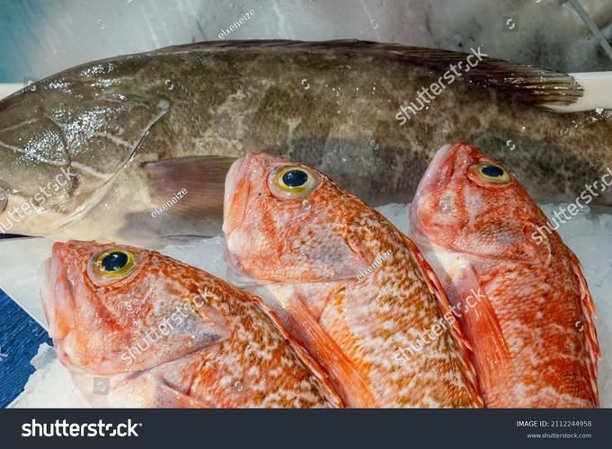 如何判斷龍魚是否適應吃泥鰍？，如何判斷龍魚是否適合吃泥鰍
