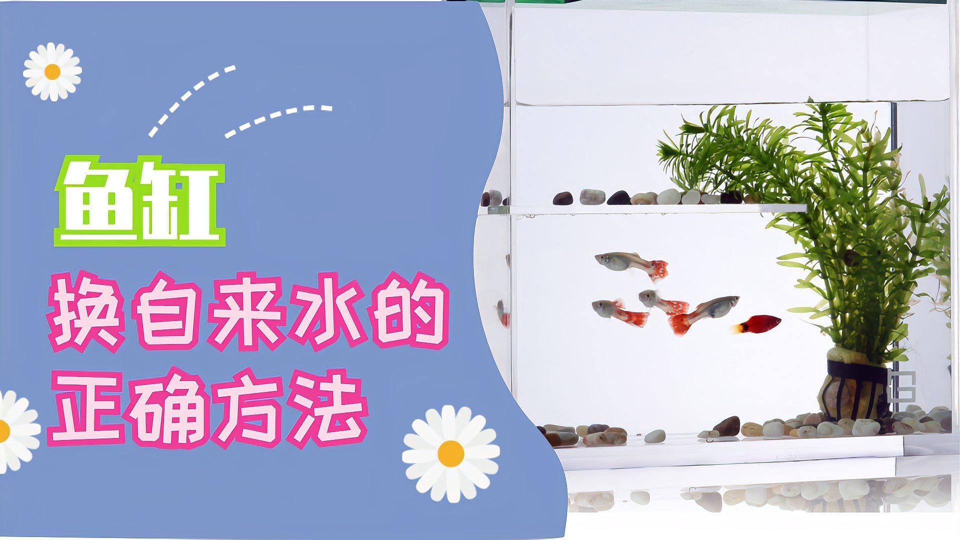 如何預防爛尾爛鰭病的發生，arxiv論文助手arxiv論文助手arxiv論文助手