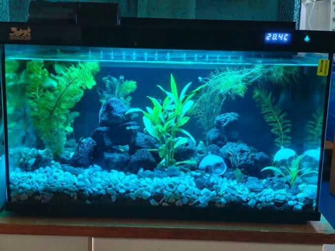 如何判斷森森魚缸的質量，如何判斷森森魚缸的質量？ 如何判斷森森魚缸的質量，如何判斷森森魚缸的質量？ 龍魚百科 第14張