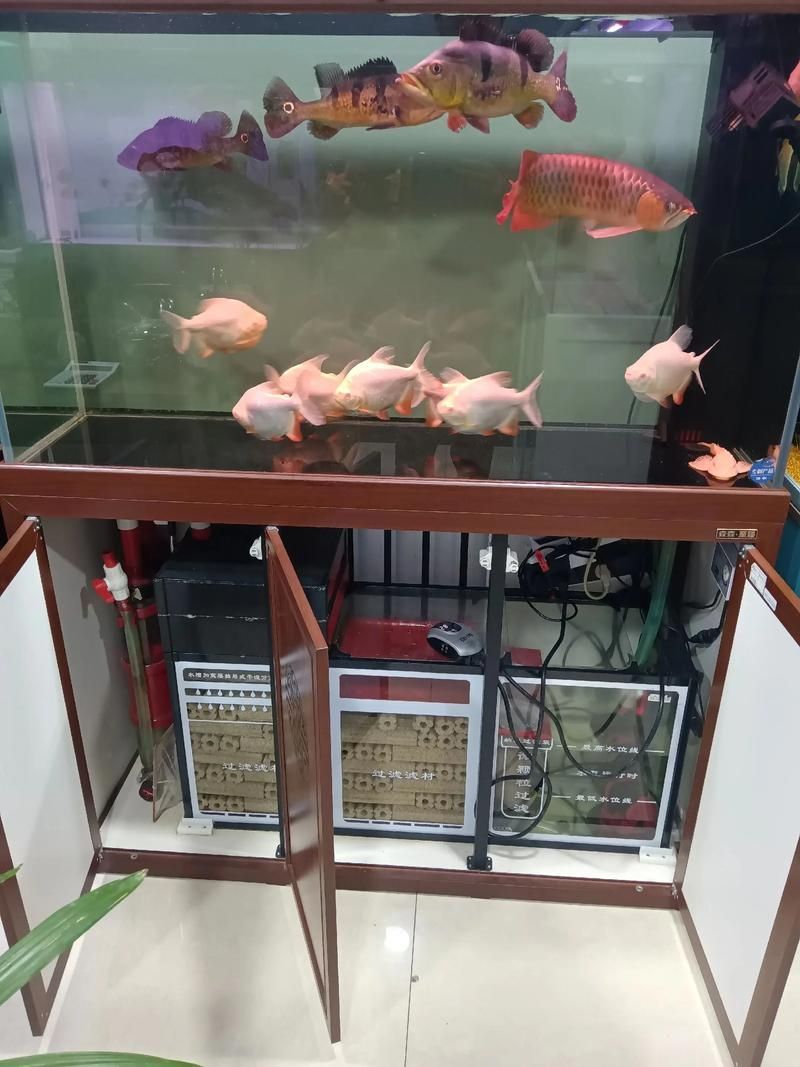 如何判斷森森魚缸的質量,如何判斷森森魚缸的質量? 龍魚百科 第7張 如何判斷森森魚缸的質量,如何判斷森森魚缸的質量? 如何判斷森森魚缸的質量,如何判斷森森魚缸的質量? 龍魚百科 第7張