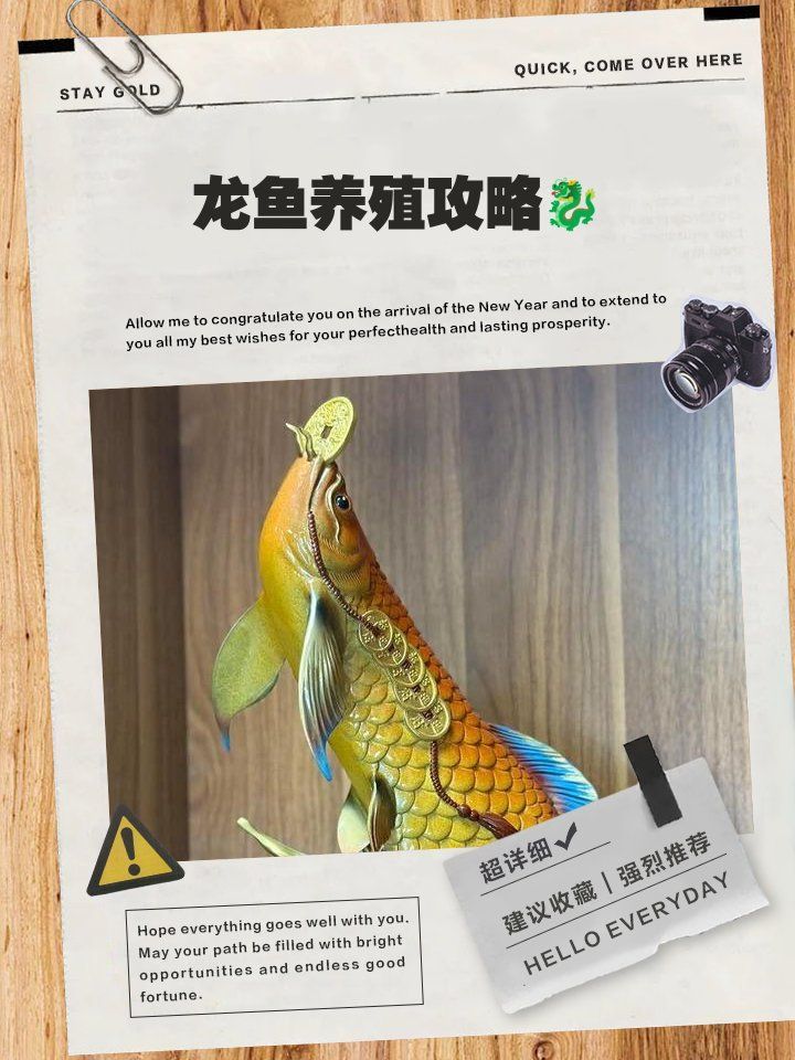 晉江龍魚有哪些養殖技巧？，晉江龍魚養殖攻略