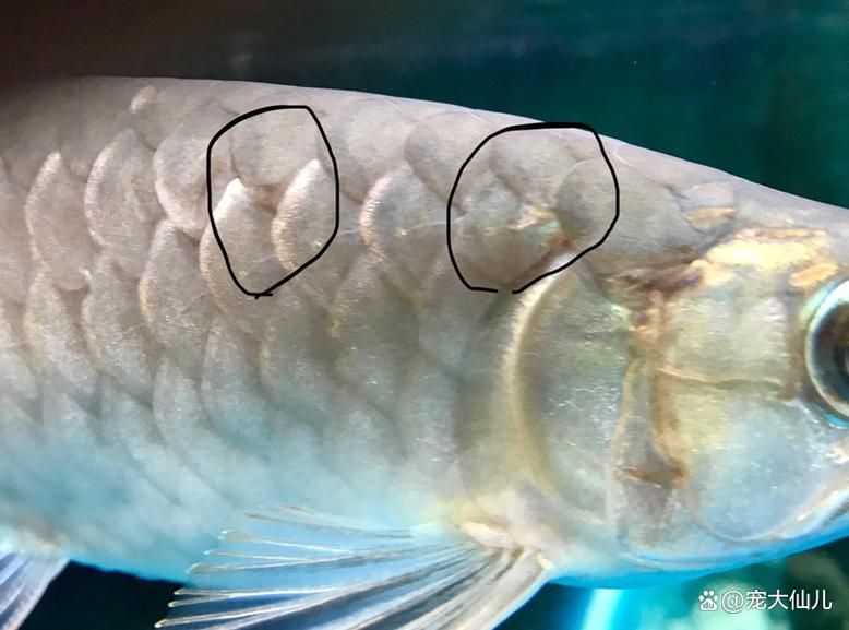 如何判斷龍魚腸胃炎的嚴重程度？，如何判斷龍魚腸胃炎