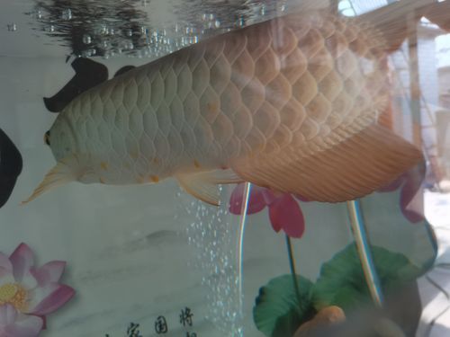如何判斷龍魚腸胃炎的嚴重程度？，如何判斷龍魚腸胃炎