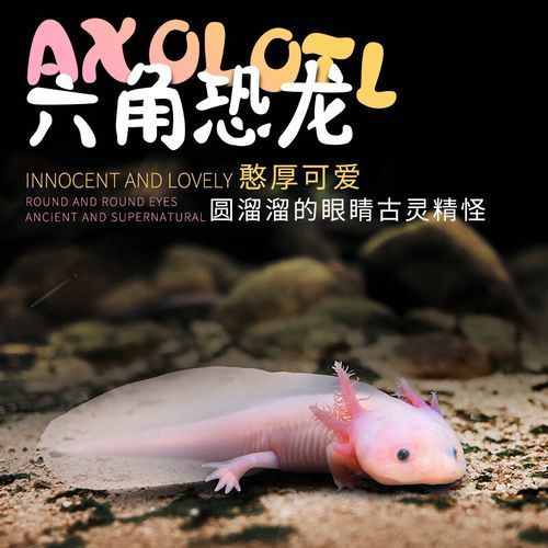 哪里可以購買到真正的恐龍魚，六角恐龍魚怎么樣