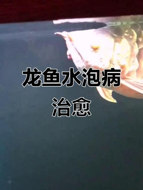 如何預防金龍魚的常見病，金龍魚常見病預防