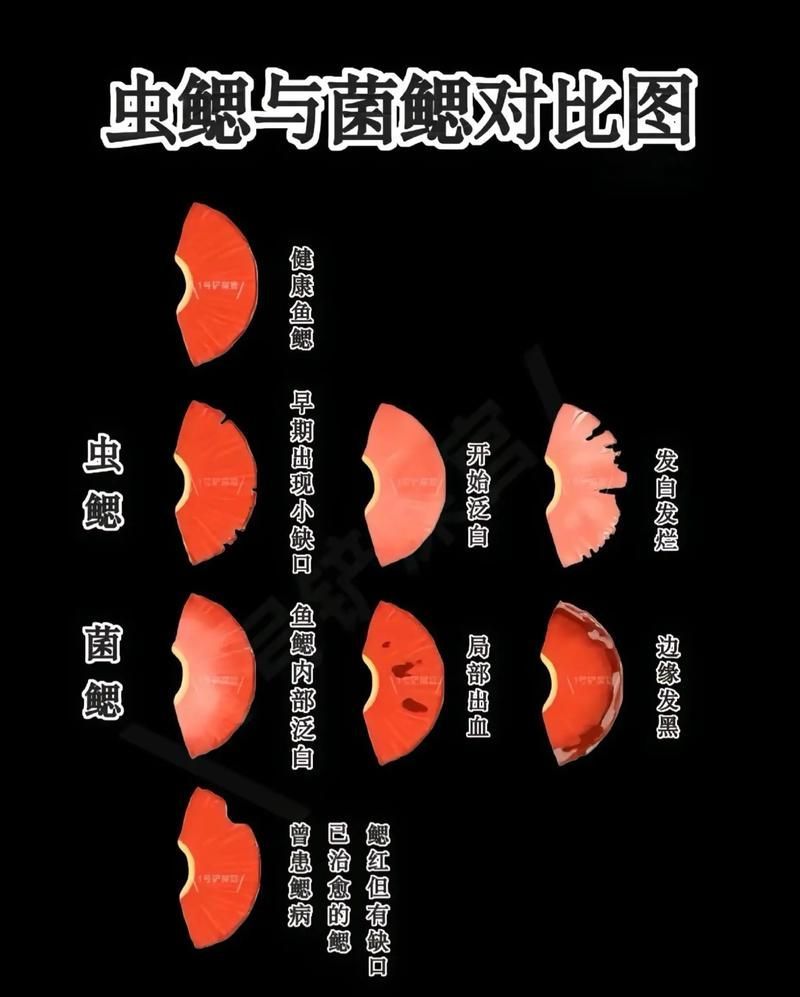如何預防金龍魚的常見病，金龍魚常見病預防