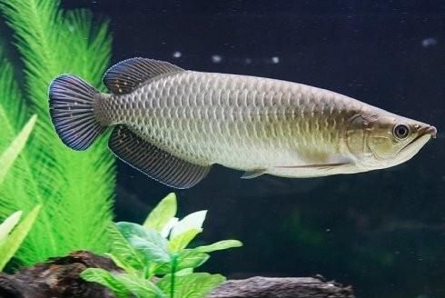 龍魚中還有哪些稀有品種，稀有龍魚位置大揭秘