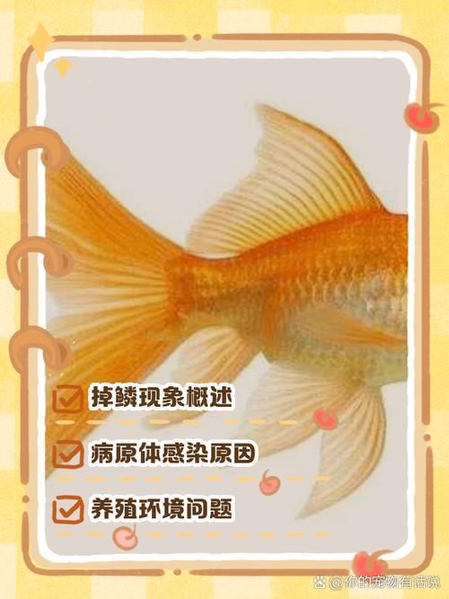如何判斷魚打架的傷勢是否嚴重，觀賞魚被咬成這樣，雙側鱗片大量缺失